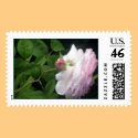 Pink Rose Stamp #4 by donnabellas Pink Rose Stamp #4