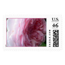 Pink Rose Stamp #5