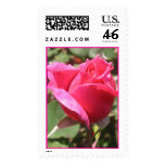 Pink Rose Stamp #6