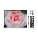 Pink Rose Stamp