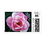 Pink Rose Stamp
