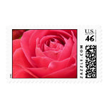 Pink Rose Stamps