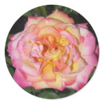 pink rose sticker