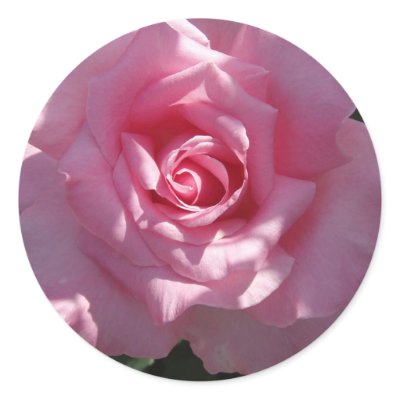 Pink rose Sticker by nancyro