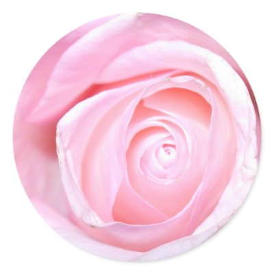 Pink Rose Round Stickers by CyrScenes