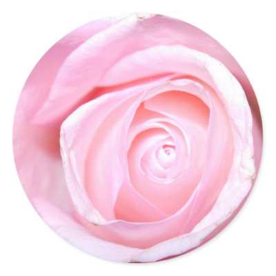 Pink Rose stickers