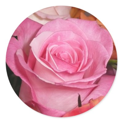 pink rose sticker by bkang22