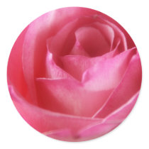 Pink Rose sticker by kimboj1 Pink Rose sticker