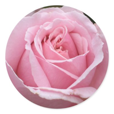 Pink Rose Sticker by ggbythebay