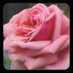 Pink Rose Sticker