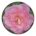 Pink Rose stickers by 3131theory Pink Rose stickers