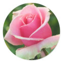 Pink Rose stickers by ggbythebay Pink Rose stickers