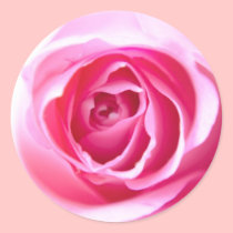 Pink Rose Sticker stickers