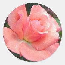 Pink Rose Sticker