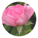 Pink Rose Stickers Pink Rose Stickers