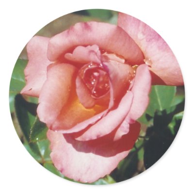 Pink Rose - stickers by Horseshoes3