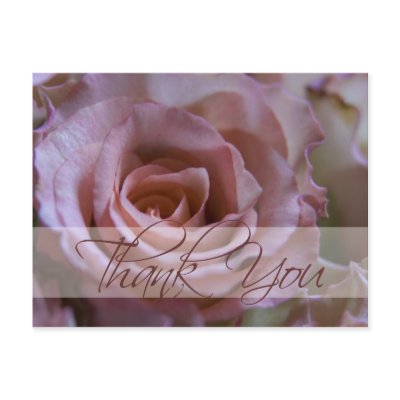 Pink Rose • Thank You Postcard by SabineStGreetings