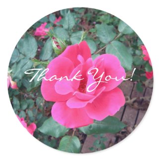 Pink Rose Thank You Sticker sticker