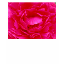 Pink Rose t-shirts