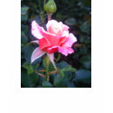 Pink rose t-shirts by lizvayda Pink rose t-shirts