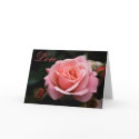 Pink Rose • Valentine's Day Greeting Card