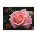 Pink Rose • Valentine's Day Postcard