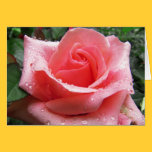 Pink Rose with Dew Greeting Card cards