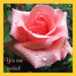 Pink Rose with Dew Invitation Card invitations