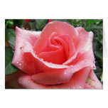 Pink Rose with Dew Note Card