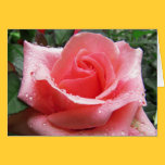 Pink Rose with Dew Note Card cards