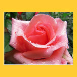 Pink Rose with Dew Postcard postcards