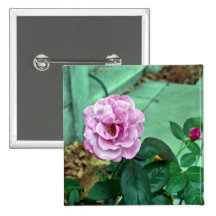 Pink rose with green leaves