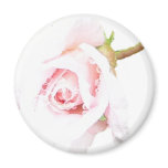 Pink Rose with rain drops Magnet