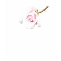 Pink Rose with rain drops t-shirts
