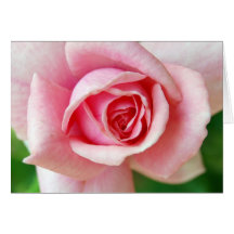Pink Rosebud Card