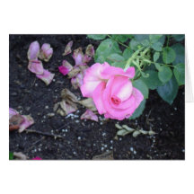 Pink rosebud cards