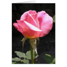 Pink Rosebud Greeting Card