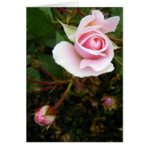 Pink Rosebud Greeting Cards