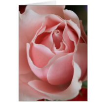 Pink Rosebud Greeting Cards
