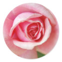 Pink Rosebud Sticker by caramoulds Pink Rosebud Sticker
