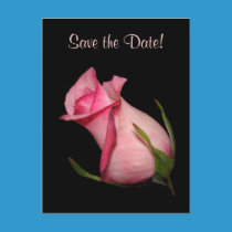Pink Rosebud (Tilted) postcards
