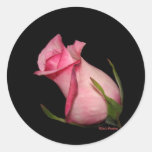 Pink Rosebud (Tilted) Stickers