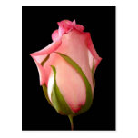 Pink Rosebud with Black Background Postcards