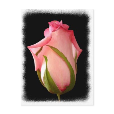 rosebud pink