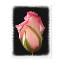 Pink Rosebud with Fancy Border postcards