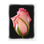 Pink Rosebud with Fancy Border postcards