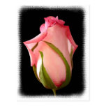 Pink Rosebud with Fancy Border Postcard