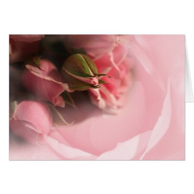 Pink Roses cards