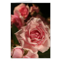 Pink Roses cards