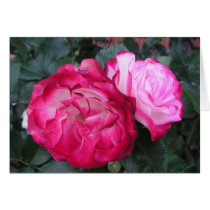 Pink roses cards